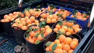 Por primera vez en ocho años se exportaron naranjas a Brasil