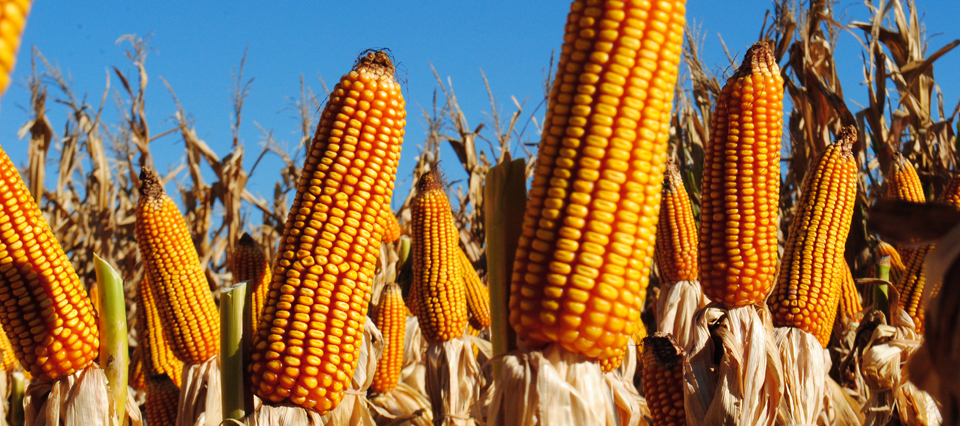 La cosecha de maíz está a punto de finalizar con una producción de 39.000.000 toneladas
