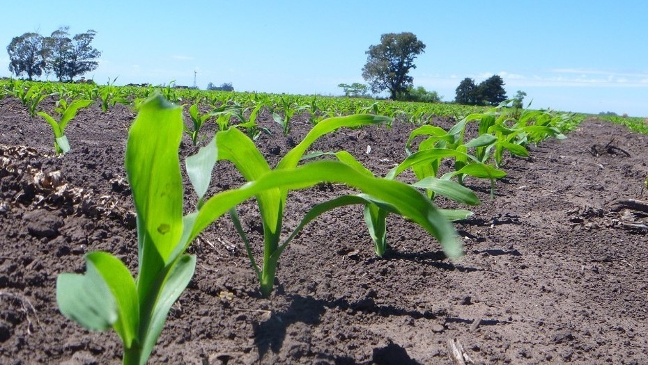 Optimismo en el sector agropecuario, según un índice elaborado por el INTA