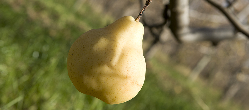 El Gobierno impulsa un proyecto de ley para otorgar beneficios fiscales a productores frutícolas