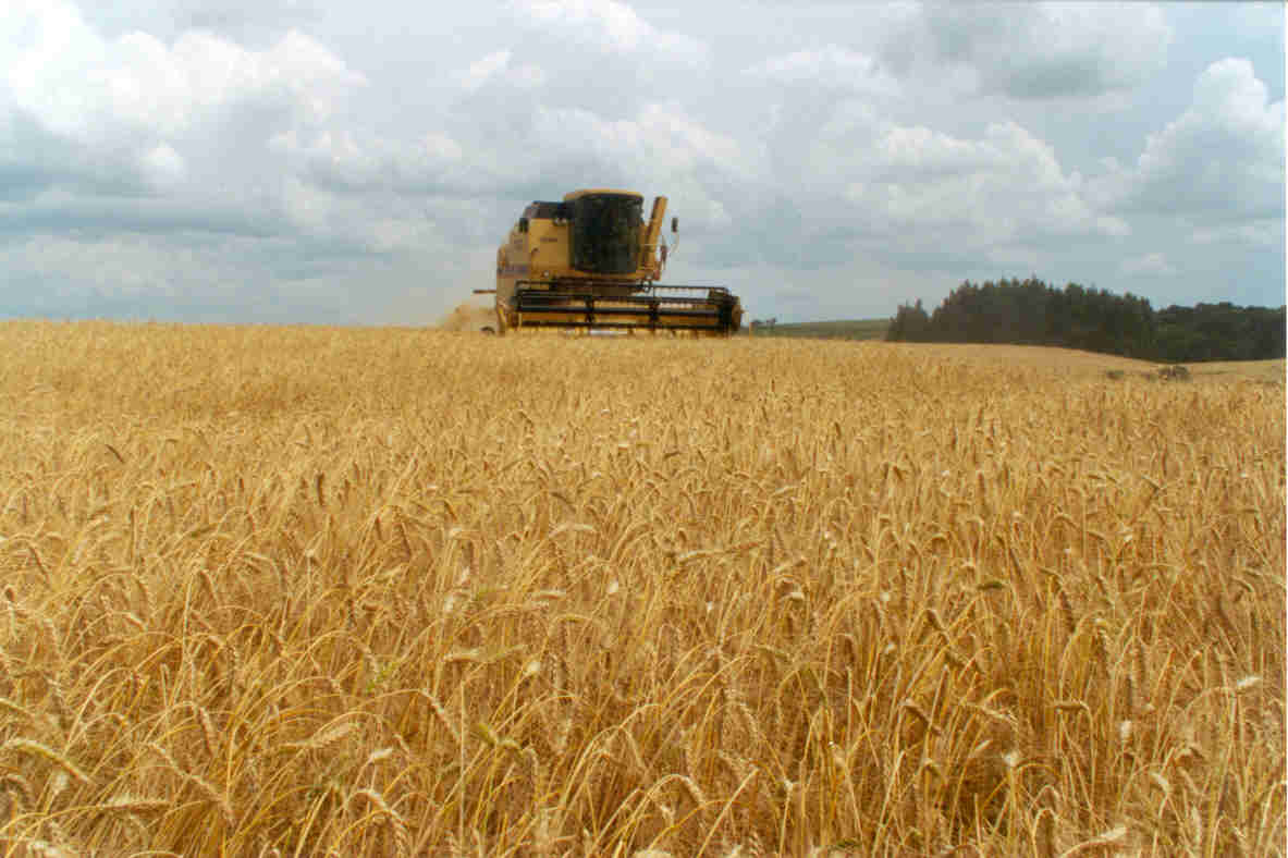 La exportación de trigo va rumbo a alcanzar un nuevo récord